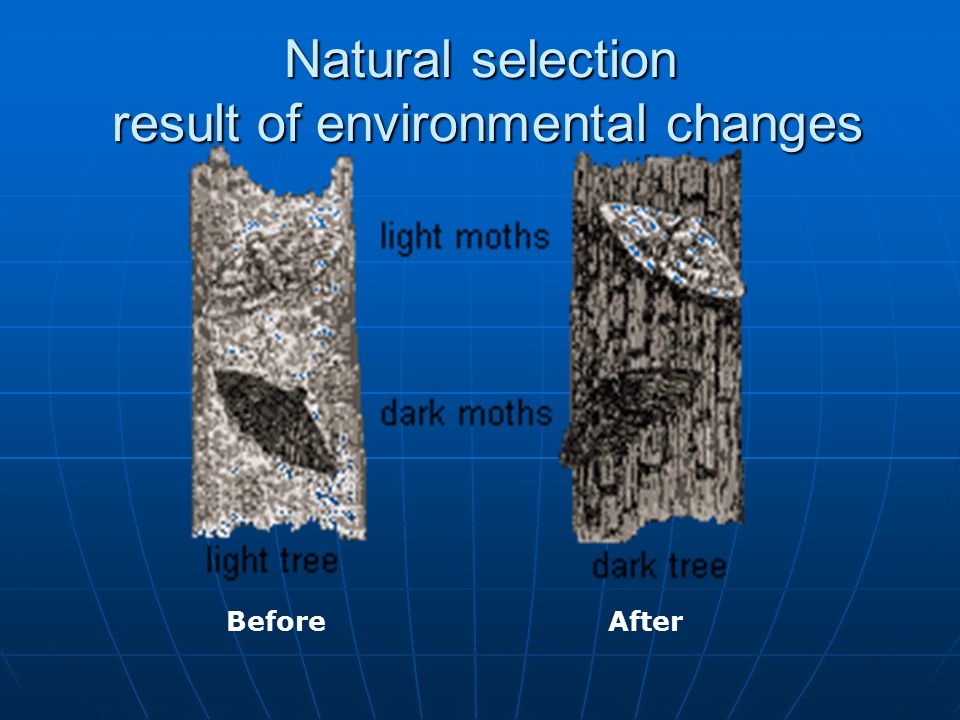Natural selection result of environmental changes Before After