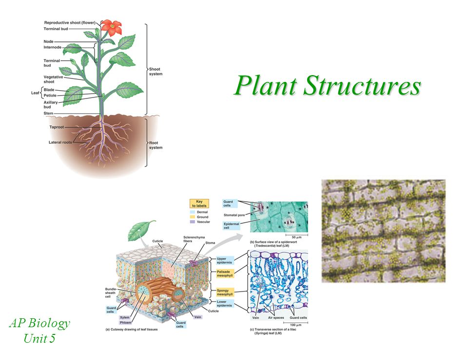 Plant Structures AP Biology Unit 5 Extreme Plants! Deepest Root: –fig ...