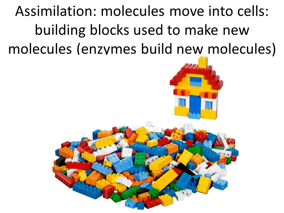Assimilation: molecules move into cells: building blocks used to make new molecules (enzymes build new molecules)