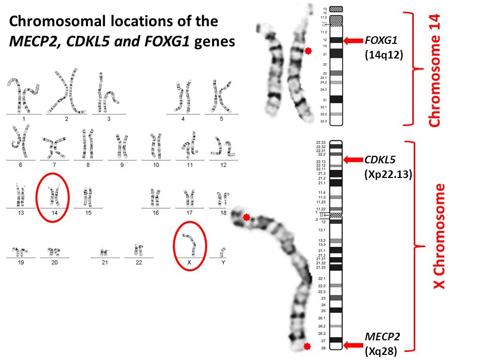 Мужская хромосома 5. Мутация Гена cdkl5. Синдром Ретта хромосомы. Ген mecp2. Синдром Ретта гены.