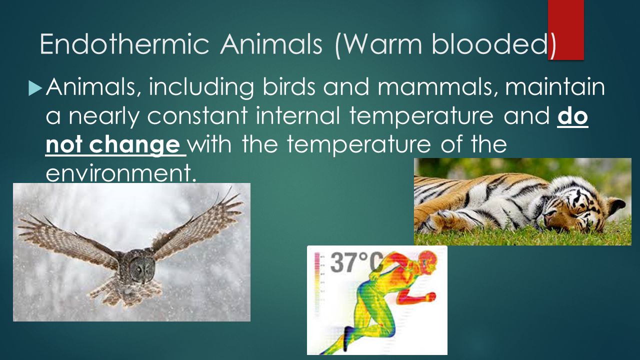 Endothermic and Ectothermic animal responses to changes in environmental  temperatures. 2/22/ ppt download