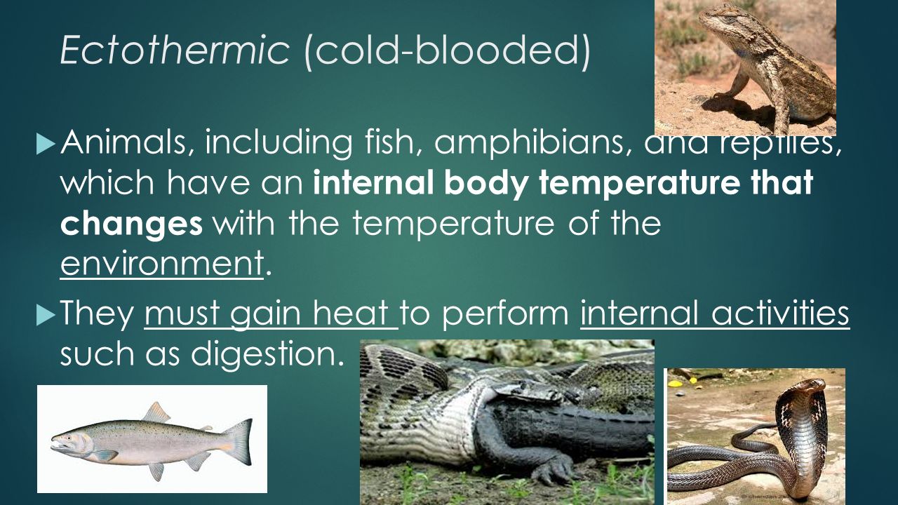 Endothermic and Ectothermic animal responses to changes in environmental  temperatures. 2/22/ ppt download