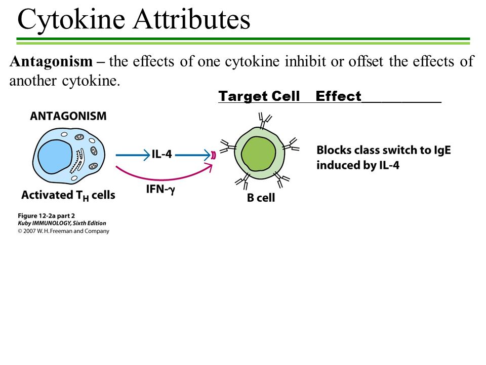 Cell effect. Цитокин.
