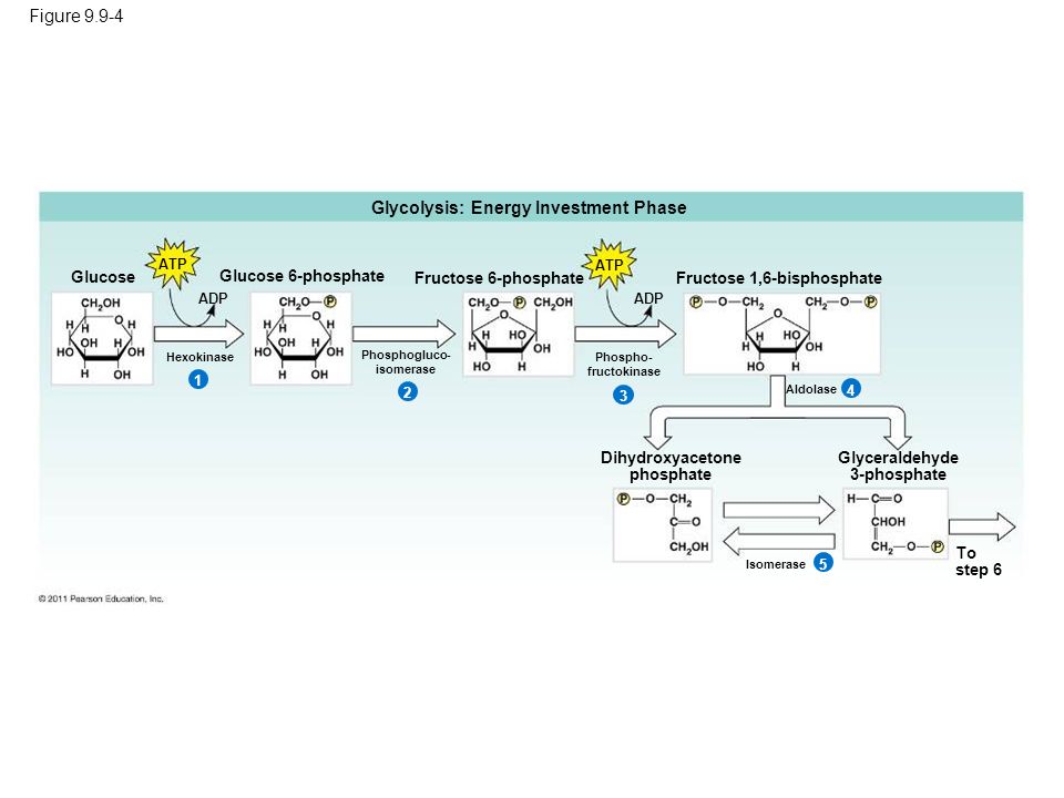 Energy investment phase glycolysis inwestowanie forex broker