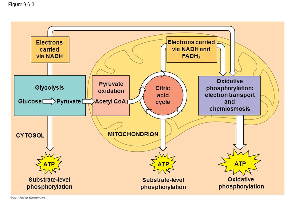Figure Electrons carried via NADH Electrons carried via NADH and FADH 2 Citric acid cycle Pyruvate oxidation Acetyl CoA Glycolysis Glucose Pyruvate Oxidative phosphorylation: electron transport and chemiosmosis CYTOSOL MITOCHONDRION ATP Substrate-level phosphorylation Oxidative phosphorylation