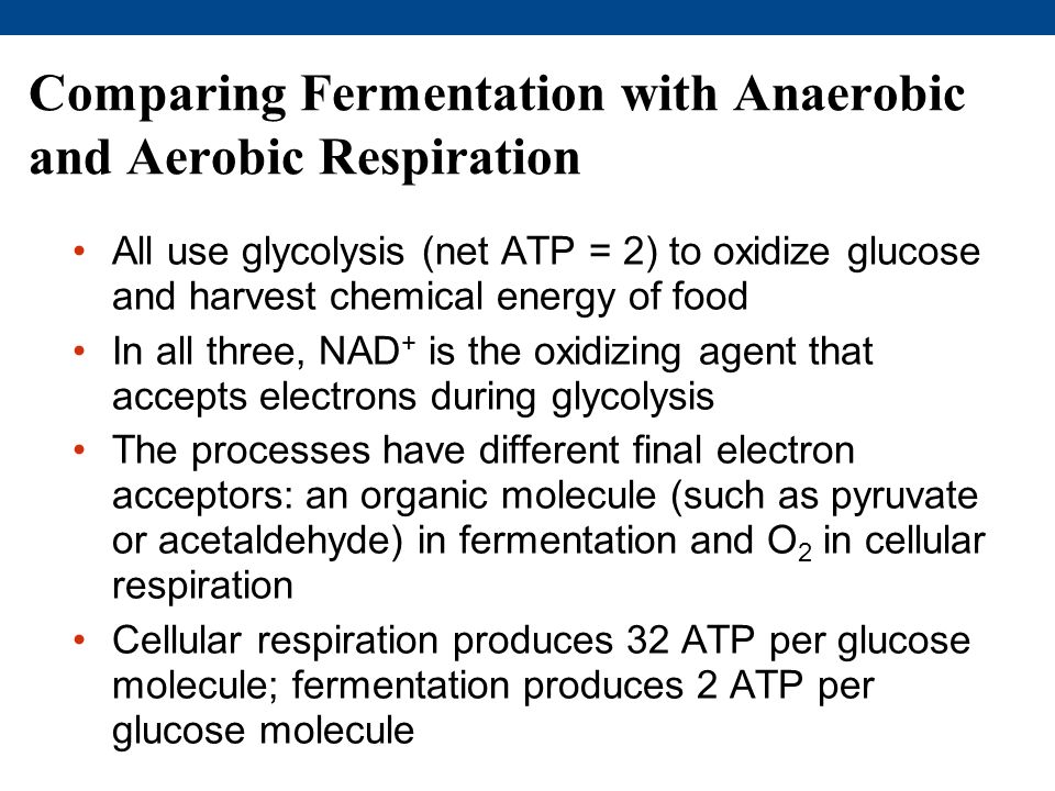 Comparing Fermentation with Anaerobic and Aerobic Respiration All use glycolysis (net ATP = 2) to oxidize glucose and harvest chemical energy of food In all three, NAD + is the oxidizing agent that accepts electrons during glycolysis The processes have different final electron acceptors: an organic molecule (such as pyruvate or acetaldehyde) in fermentation and O 2 in cellular respiration Cellular respiration produces 32 ATP per glucose molecule; fermentation produces 2 ATP per glucose molecule