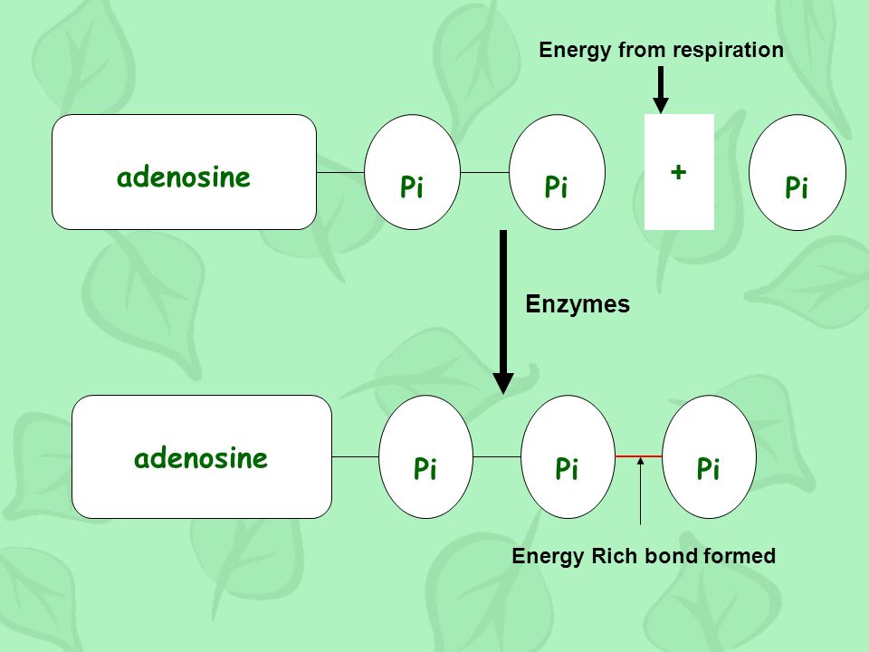 Pi adenosine Pi + adenosine Pi Enzymes Energy from respiration Energy Rich bond formed
