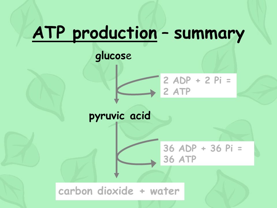 ATP production – summary 36 ADP + 36 Pi = 36 ATP glucose pyruvic acid carbon dioxide + water 2 ADP + 2 Pi = 2 ATP