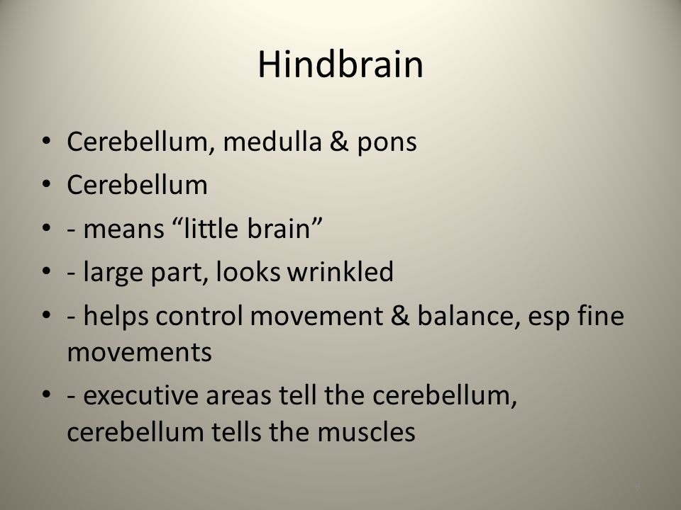 Chapter 3: Biology & Behavior continued 1. How to Study the Brain ...