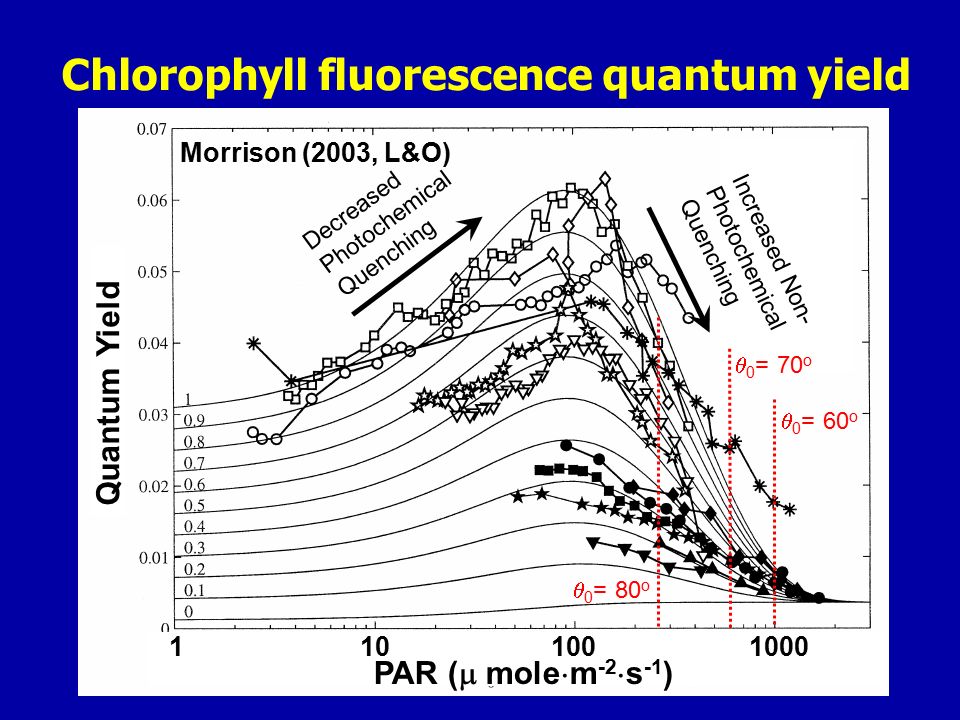 Chlorophyll fluorescence quantum yield Morrison (2003, L&O) Decreased Photochemical Quenching Increased Non- Photochemical Quenching Quantum Yield PAR (  mole  m -2  s -1 )  0 = 60 o  0 = 70 o  0 = 80 o