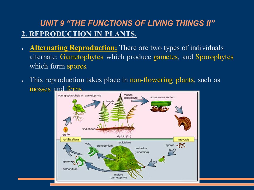 UNIT 9 THE FUNCTIONS OF LIVING THINGS II 2. REPRODUCTION IN PLANTS.