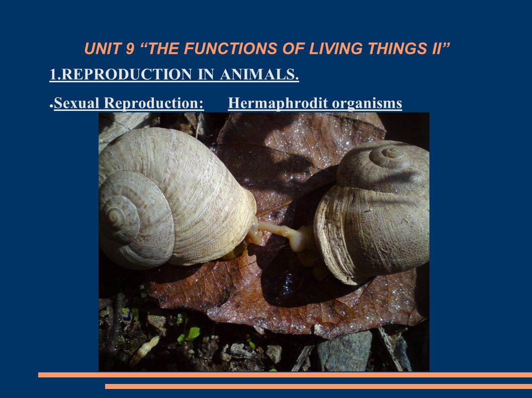 UNIT 9 THE FUNCTIONS OF LIVING THINGS II 1.REPRODUCTION IN ANIMALS.