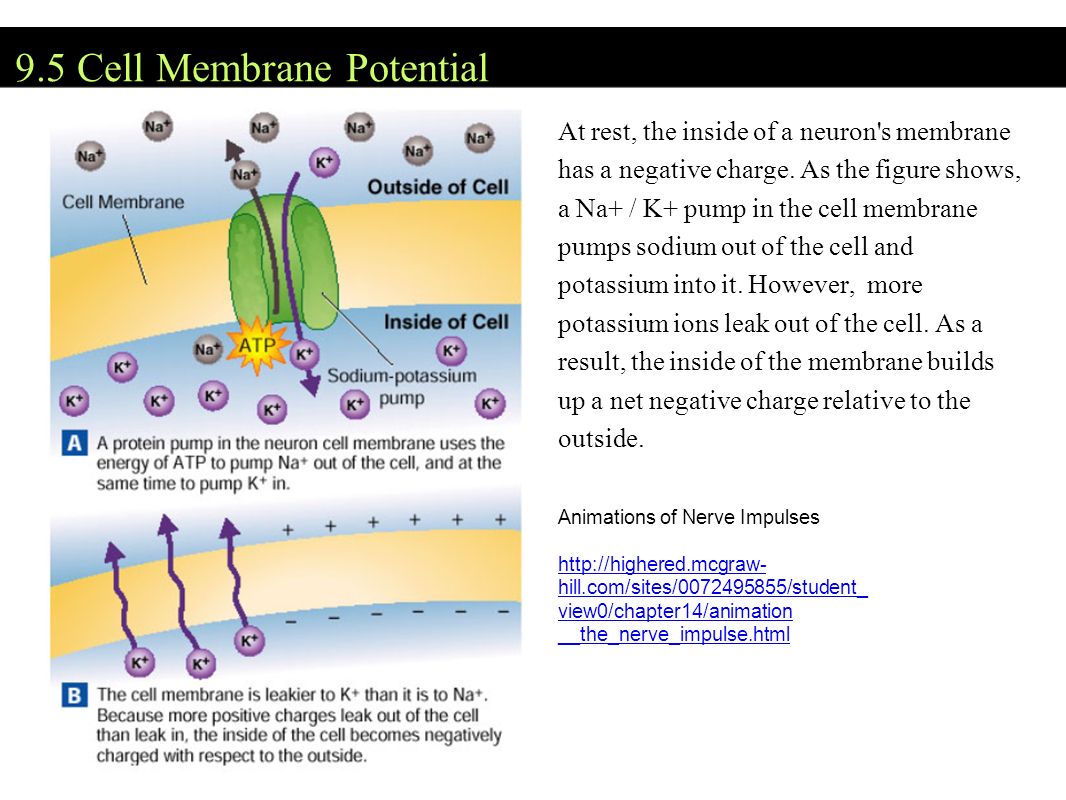 9.5 Cell Membrane Potential At rest, the inside of a neuron s membrane has a negative charge.