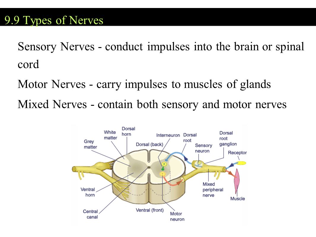 9.9 Types of Nerves Sensory Nerves - conduct impulses into the brain or spinal cord Motor Nerves - carry impulses to muscles of glands Mixed Nerves - contain both sensory and motor nerves