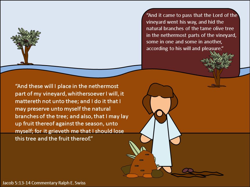 And it came to pass that the Lord of the vineyard went his way, and hid the natural branches of the tame olive tree in the nethermost parts of the vineyard, some in one and some in another, according to his will and pleasure. Jacob 5:13-14 Commentary Ralph E.