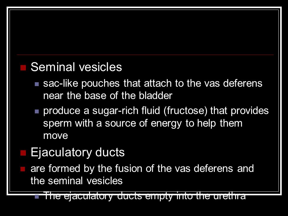 Seminal vesicles sac-like pouches that attach to the vas deferens near the base of the bladder produce a sugar-rich fluid (fructose) that provides sperm with a source of energy to help them move Ejaculatory ducts are formed by the fusion of the vas deferens and the seminal vesicles The ejaculatory ducts empty into the urethra