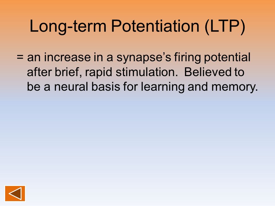 Long-term Potentiation (LTP) = an increase in a synapse’s firing potential after brief, rapid stimulation.
