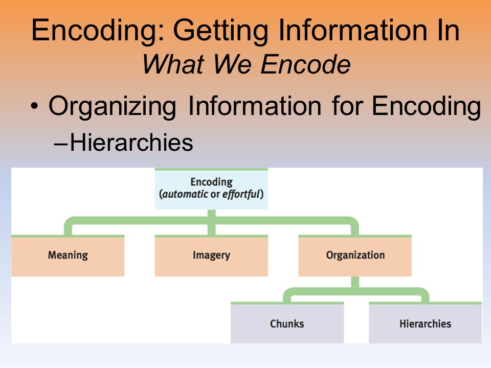 Encoding: Getting Information In What We Encode Organizing Information for Encoding –Hierarchies