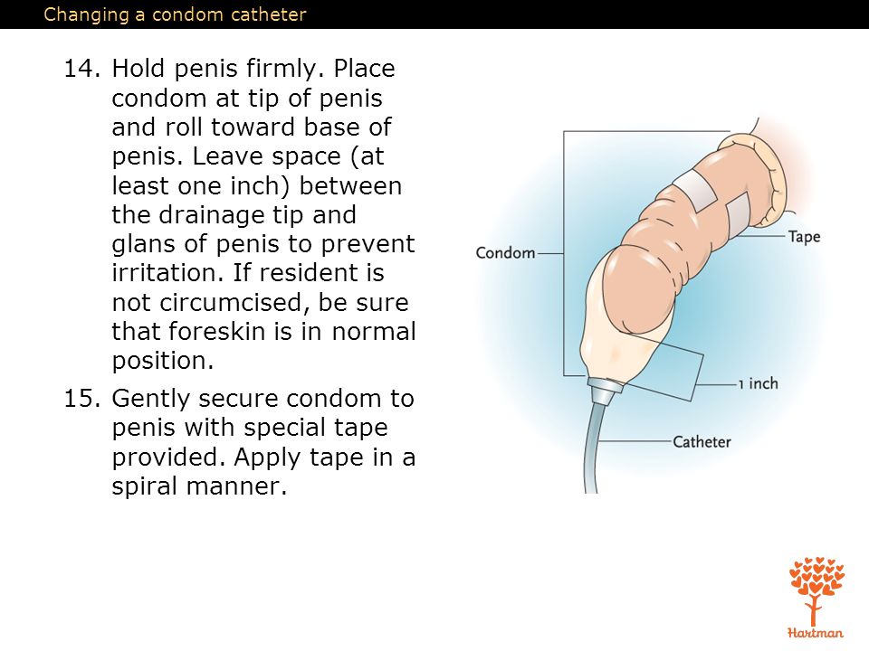 Changing a condom catheter 14.Hold penis firmly. 