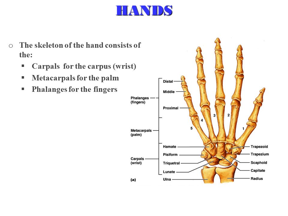 HANDS o The skeleton of the hand consists of the:  Carpals for the carpus (wrist)  Metacarpals for the palm  Phalanges for the fingers