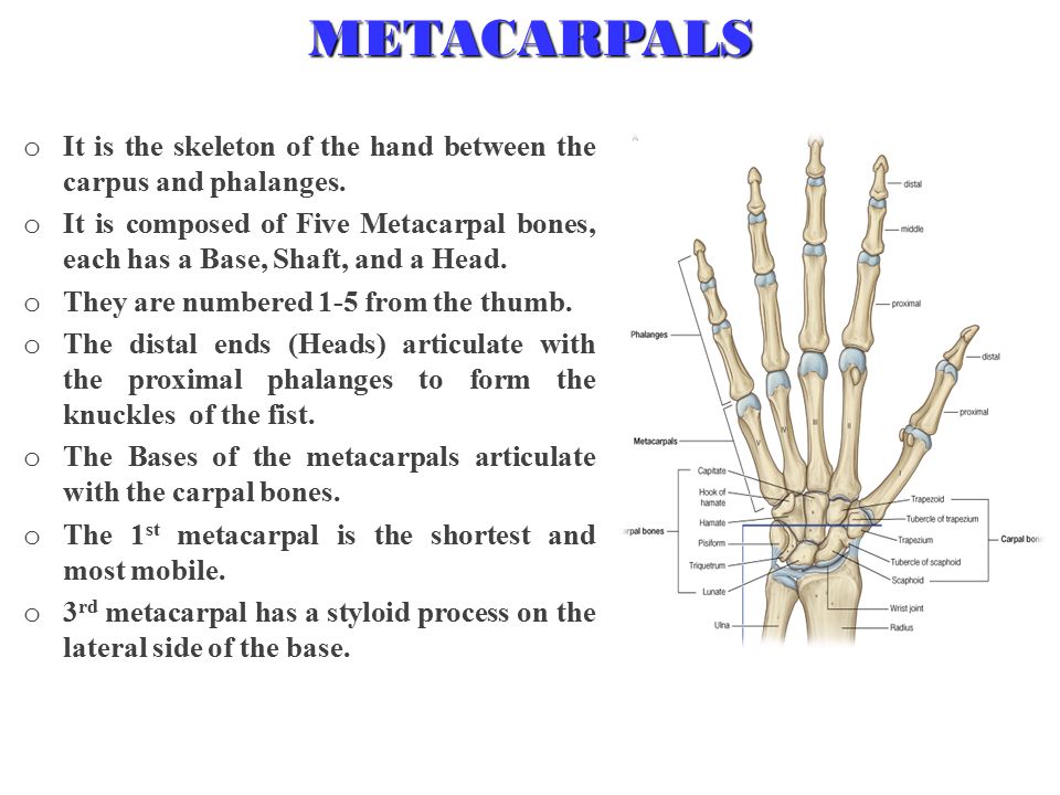 o It is the skeleton of the hand between the carpus and phalanges.