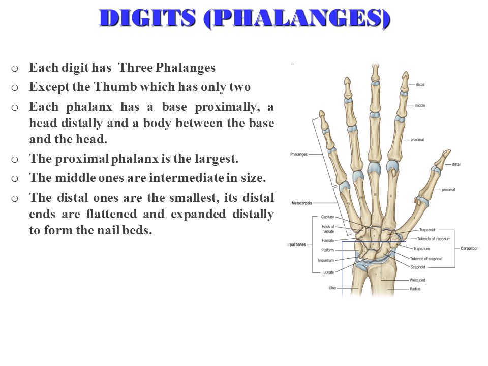 o Each digit has Three Phalanges o Except the Thumb which has only two o Each phalanx has a base proximally, a head distally and a body between the base and the head.