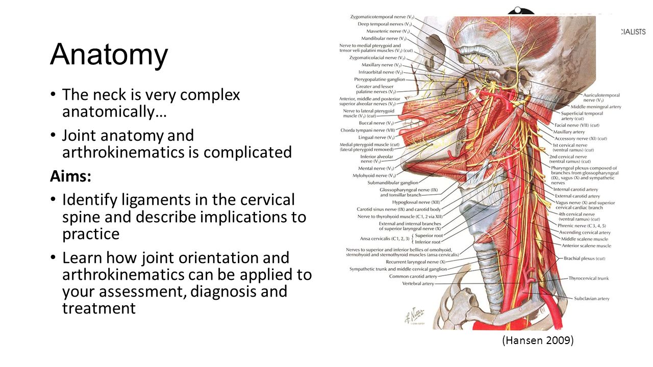 Anatomy of the cervical vertebra, structure and function Anatomy of the cervical vertebra, structure and function