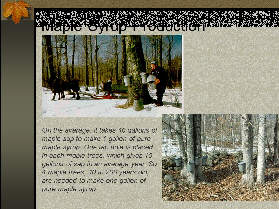 Maple Syrup Production On The Average It Takes 40 Gallons Of Sap To Make
