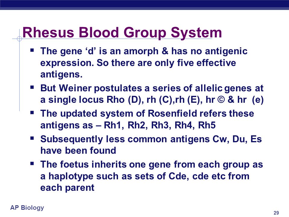AP Biology 28 Rhesus Blood Group System  First demonstrated by testing human blood with rabit anti sera against red cells of Rhesus monkey & classifying Rh negative & Rh positive.