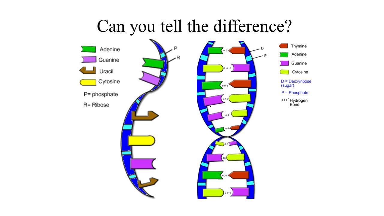 Is mRNA an identical copy of DNA