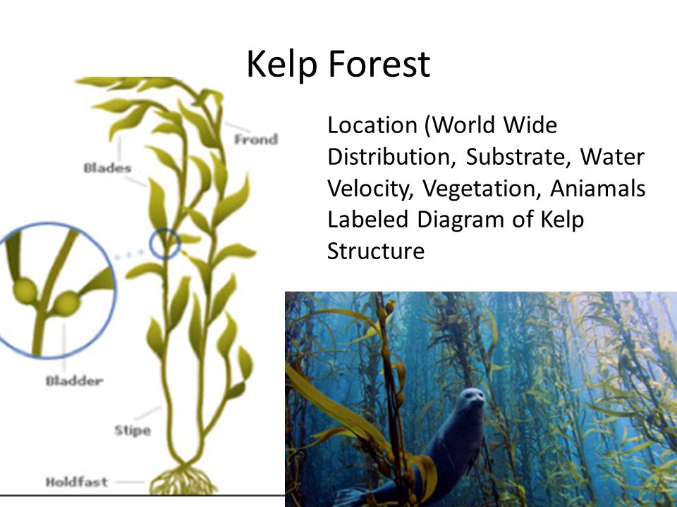 Kelp Forest Location (World Wide Distribution, Substrate, Water Velocity, Vegetation, Aniamals Labeled Diagram of Kelp Structure