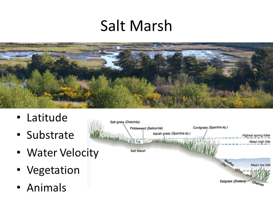 Salt Marsh Latitude Substrate Water Velocity Vegetation Animals