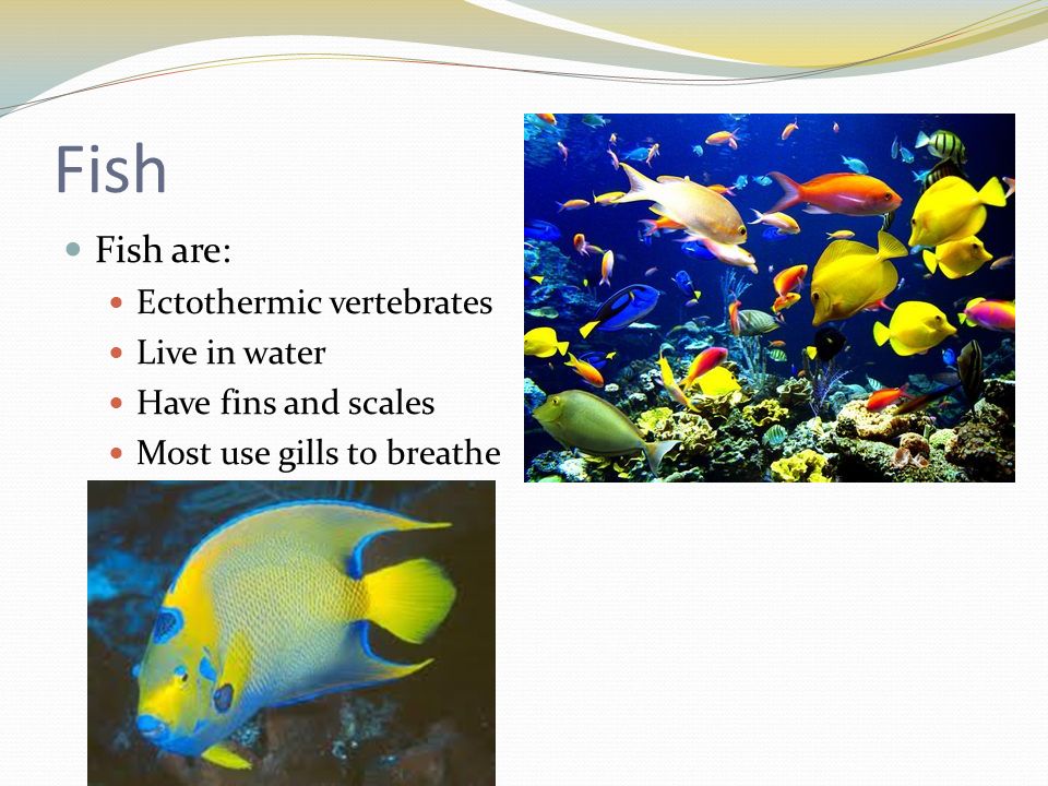 6/2/15 Mr. Faia 6 th Grade Science. Before you Start… List the different  types of vertebrates How long have they been on Earth? What are the  advantages. - ppt download