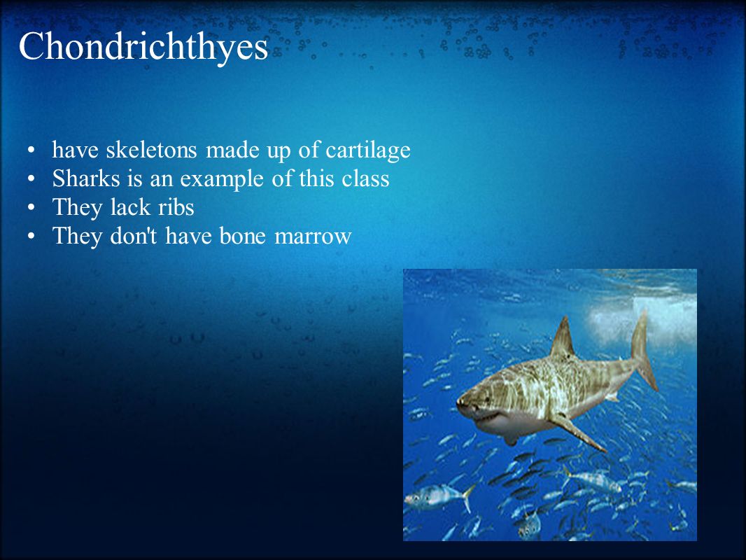 Chondrichthyes have skeletons made up of cartilage Sharks is an example of this class They lack ribs They don t have bone marrow
