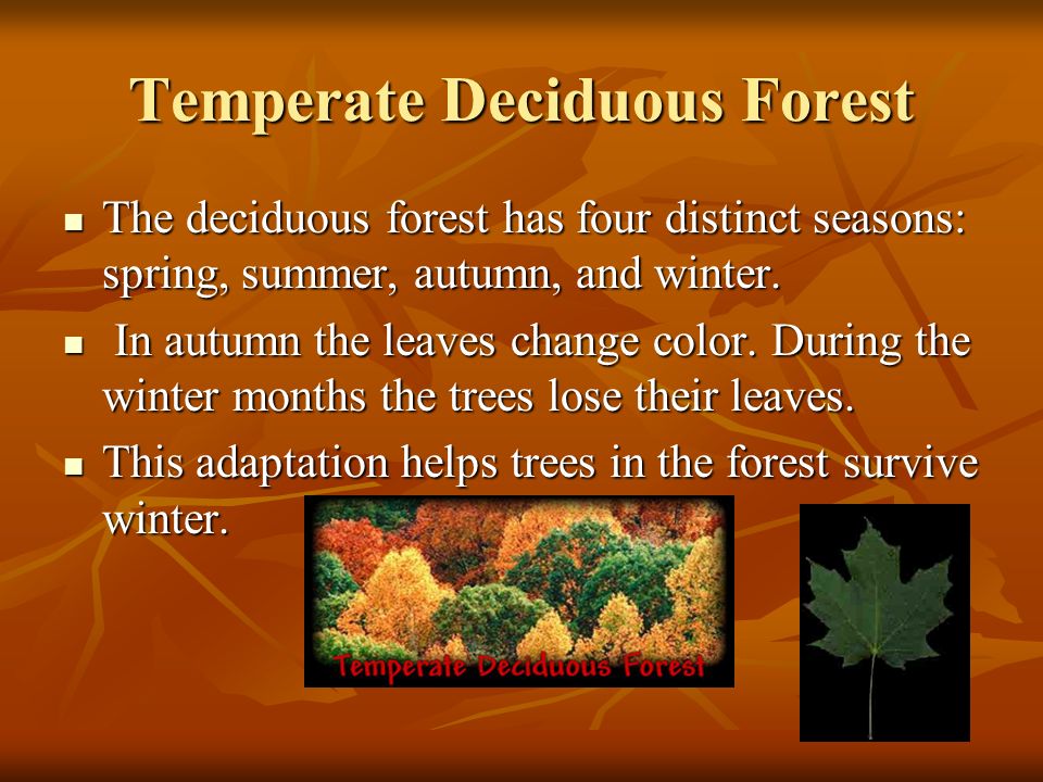 Deciduous Forest Ecosystems Name:Grade:. Temperate Deciduous Forest The deciduous  forest has four distinct seasons: spring, summer, autumn, and winter. - ppt  download