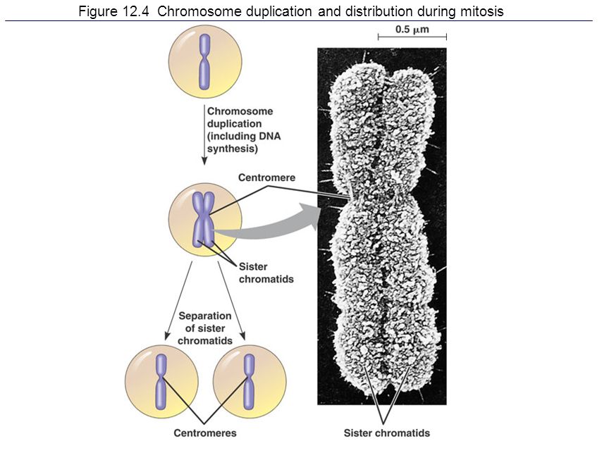 Control Of Cell Division/Cancer. Figure 12.1 The Functions Of Cell Division Reproduction Growth And Development Tissue Repair. - Ppt Download