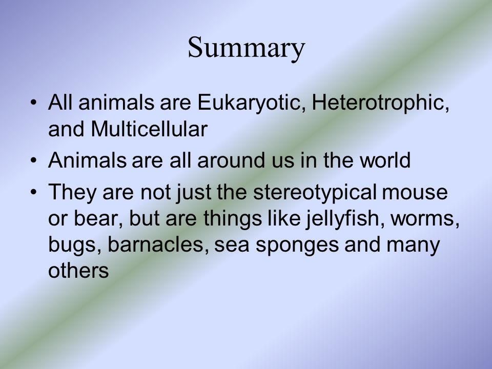 Summary All animals are Eukaryotic, Heterotrophic, and Multicellular Animals are all around us in the world They are not just the stereotypical mouse or bear, but are things like jellyfish, worms, bugs, barnacles, sea sponges and many others