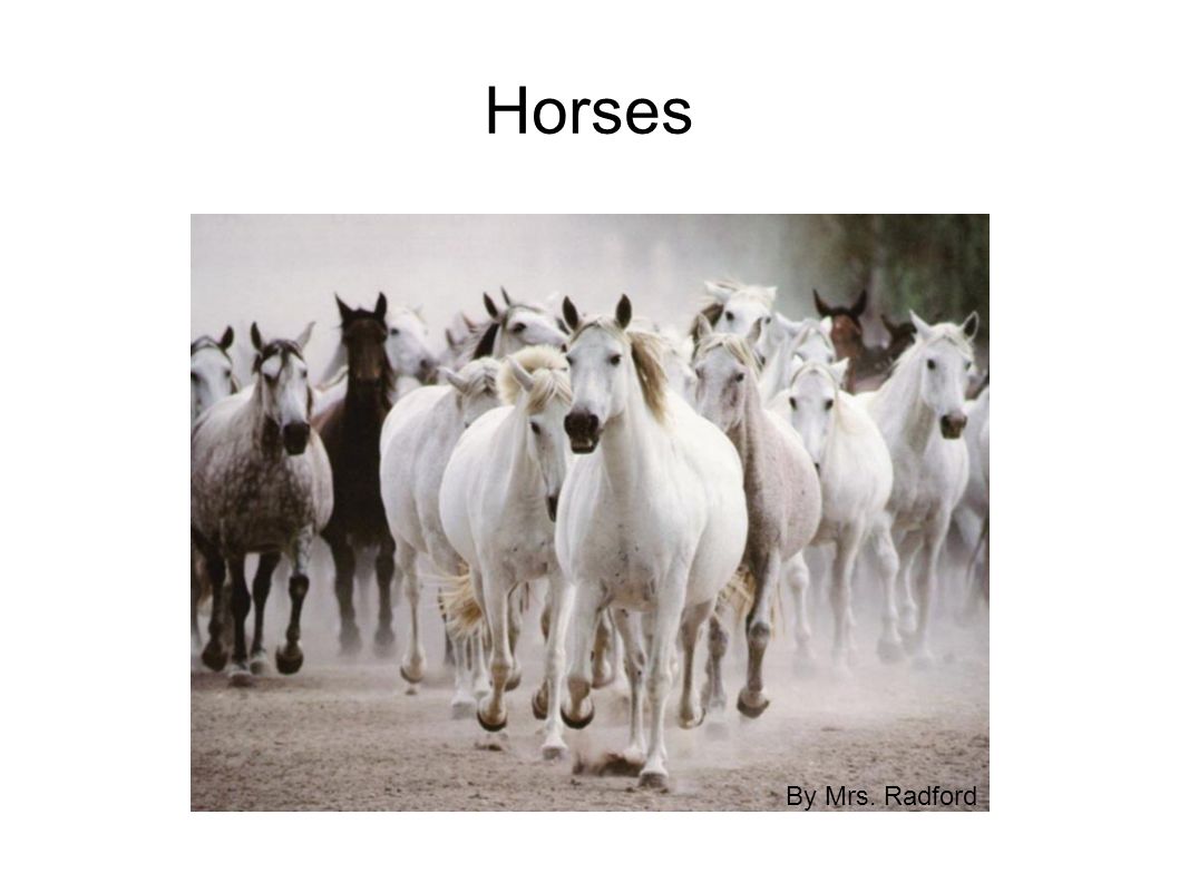 Horses By Mrs. Radford