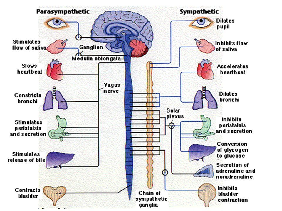 Structures and Processes of the Nervous System Chapter 8.4 McGraw-Hill ...