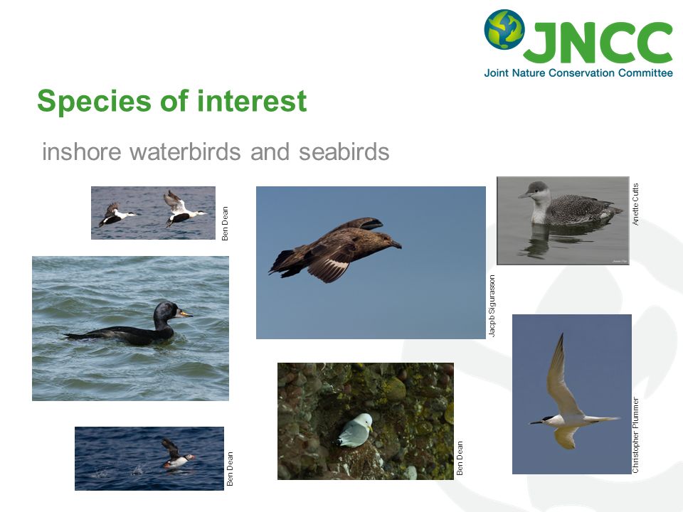 Species of interest inshore waterbirds and seabirds Ben Dean Jacpb Sigurasson Ben Dean Anette Cutts Ben Dean Christopher Plummer