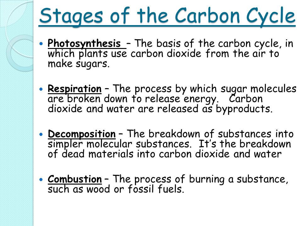 stages of the carbon cycle