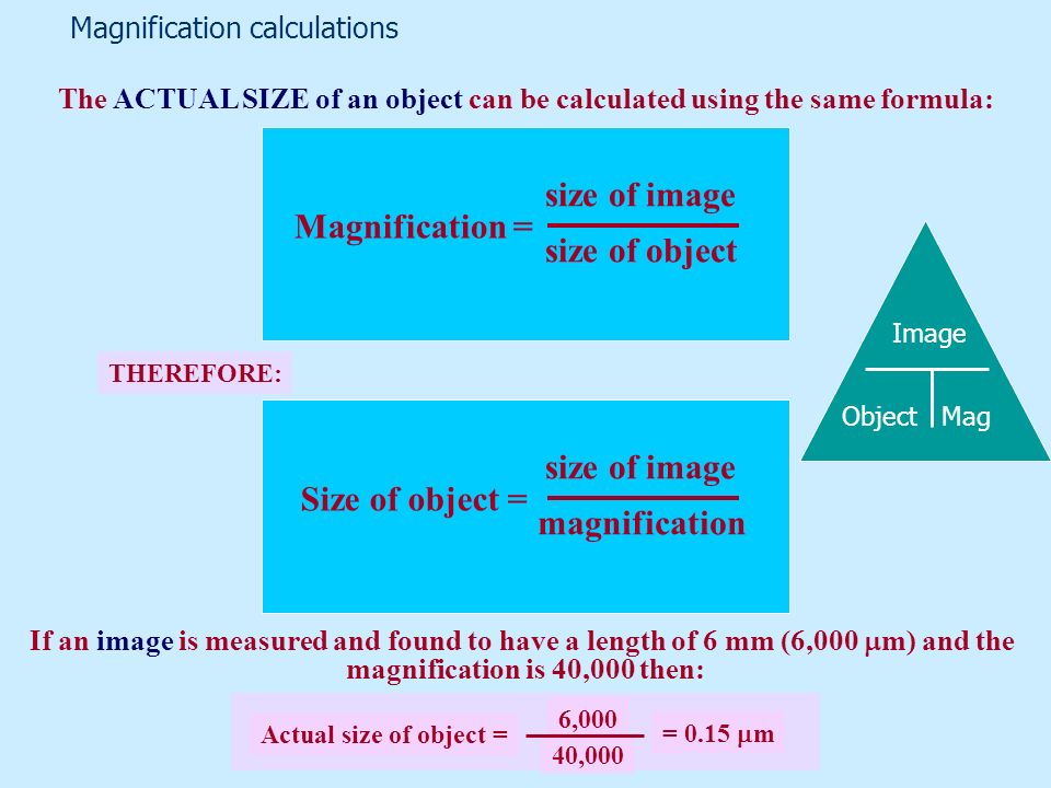 Magnification and resolution how to calculate size and magnification from  an image of an object how to calculate size and magnification from an  image. - ppt download