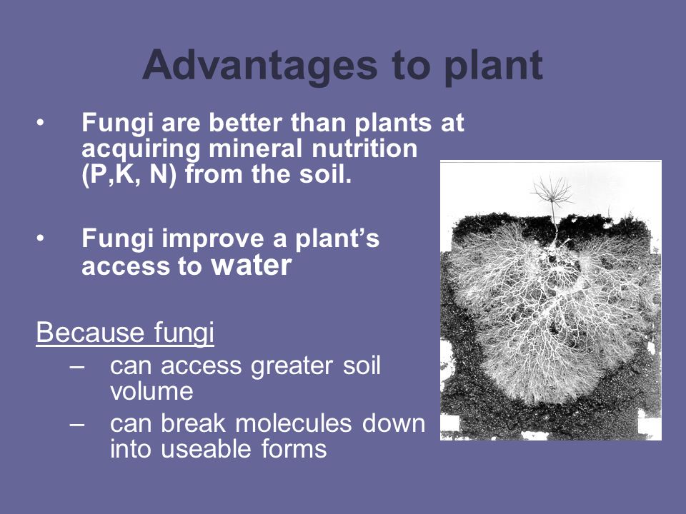 Advantages to plant Fungi are better than plants at acquiring mineral nutrition (P,K, N) from the soil.