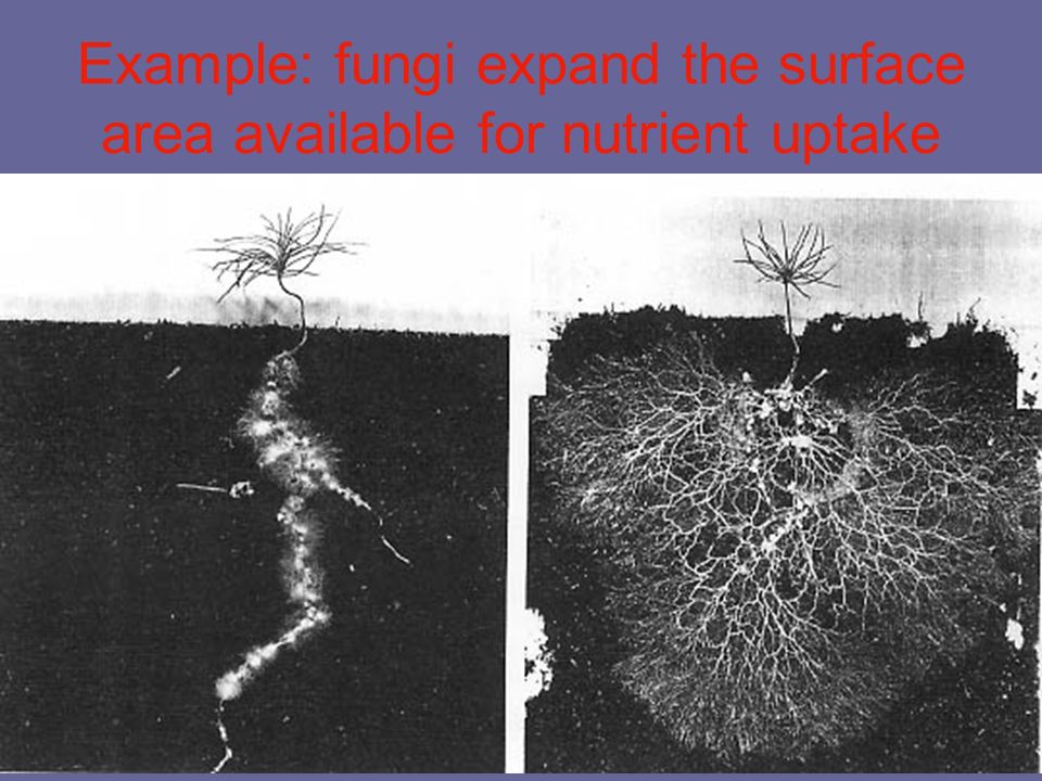Example: fungi expand the surface area available for nutrient uptake