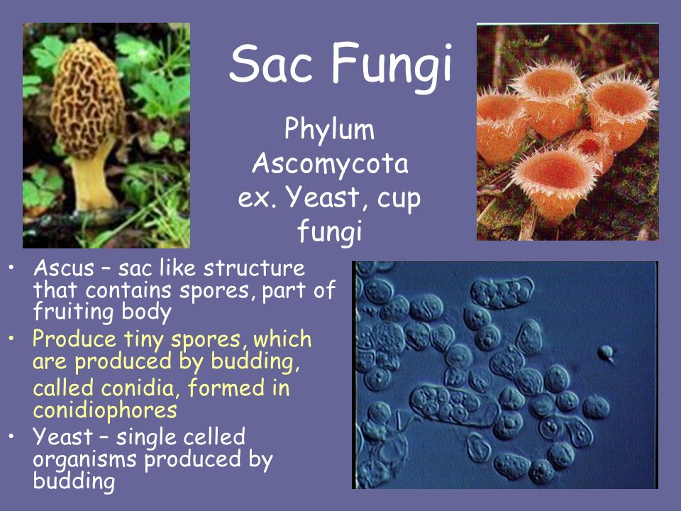 Sac Fungi Ascus – sac like structure that contains spores, part of fruiting body Produce tiny spores, which are produced by budding, called conidia, formed in conidiophores Yeast – single celled organisms produced by budding Phylum Ascomycota ex.