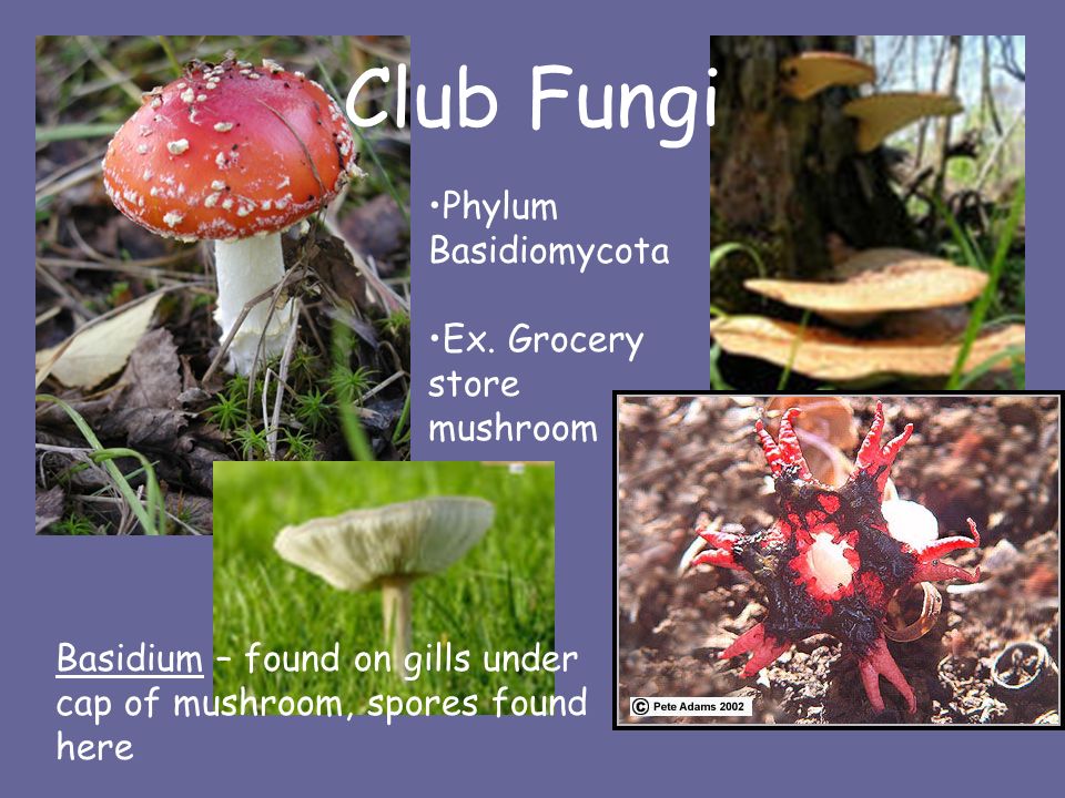Is There A Fungus Among Us The Kingdom Fungi Fungi Are Not Plants They Are Eukaryotic Have Nucleus Heterotrophs Rely On Other Organisms For Food Ppt Download