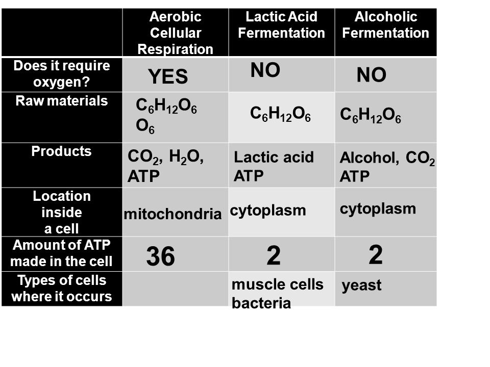 TOPIC: Cell Processes AIM: Explain the two types of respiration 
