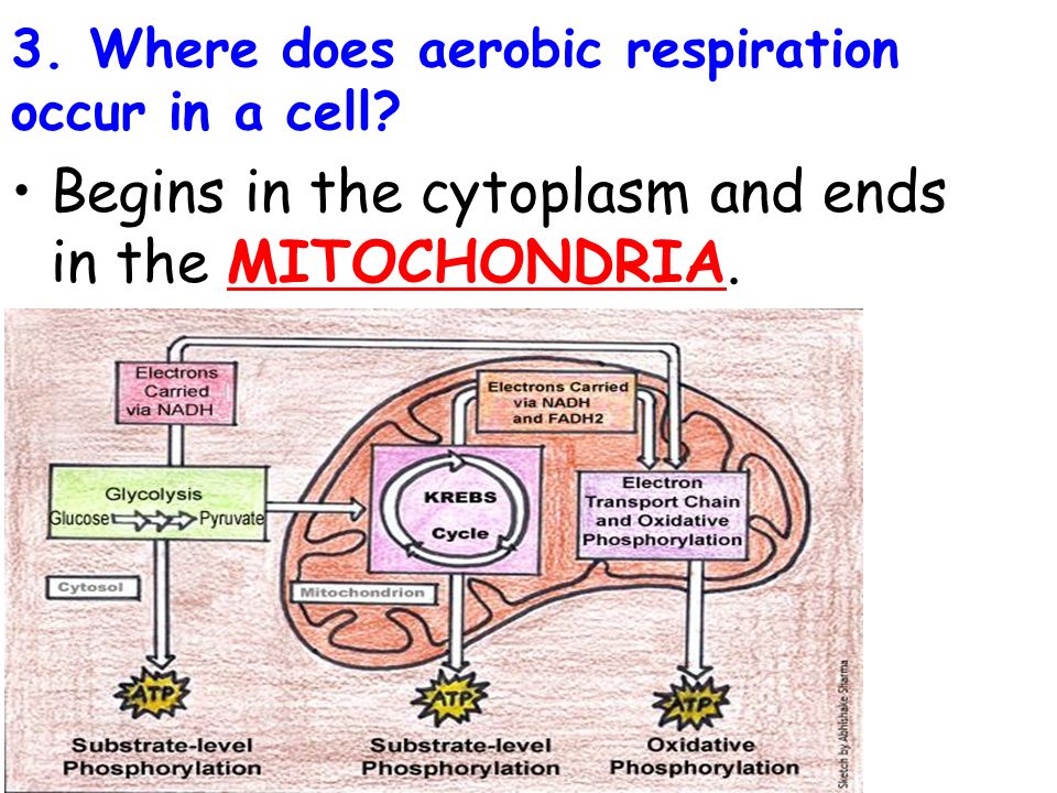 Topic Cell Processes Aim Explain The Two Types Of Respiration Do Now 1 Take Out Your Cell Respiration Reading Notes 2 Label Cell Organelles In You Ppt Download