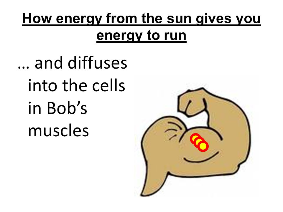 How energy from the sun gives you energy to run … and diffuses into the cells in Bob’s muscles