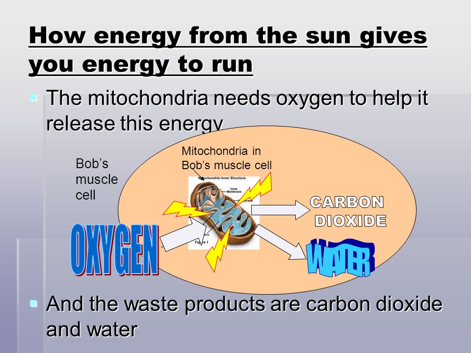 How energy from the sun gives you energy to run  The mitochondria needs oxygen to help it release this energy  And the waste products are carbon dioxide and water Bob’s muscle cell Mitochondria in Bob’s muscle cell